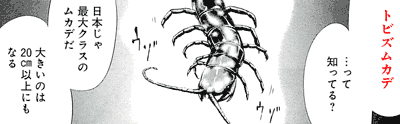 Manga Centipede