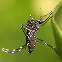 What Aedes Aegypti looks like.