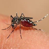 Aedes aegypti Feeding