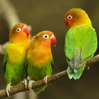 Fischer's Lovebird in Japanese - Names of Animals in Japanese