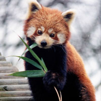 aka-panda 赤パンダ