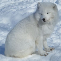 What Arctic Fox looks like.