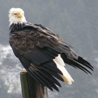 What Eagle looks like.
