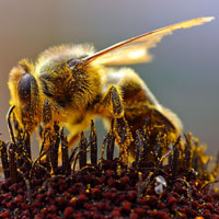 mitsubachi 蜜蜂