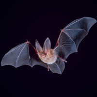 What Bat looks like.