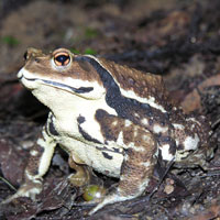 What Japanese Toad looks like.