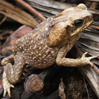 What Cane Toad looks like.