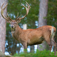 Male (Stag)