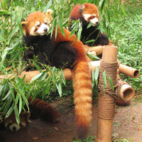 Three Red Pandas Eating