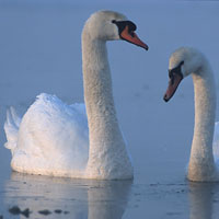 What Swan looks like.