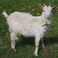 What Goat looks like.