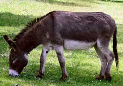 A Flatter Donkey