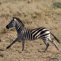 What Zebra looks like.