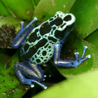 What Dyeing Dart Frog looks like.