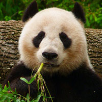 One Giant Panda Eating