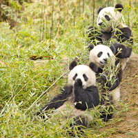 Three Giant Pandas Eating