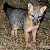 Gray Fox Cub