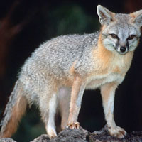 What Gray Fox looks like.