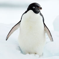 pengin ペンギン