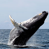What Whale looks like.