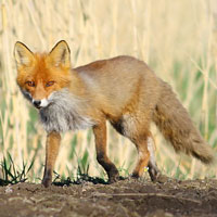 What Red Fox looks like.