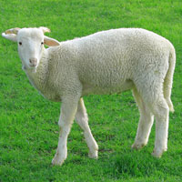 Also a Lamb