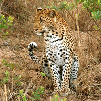 What Leopard looks like.