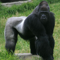Real Gorilla