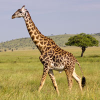 What Giraffe looks like.