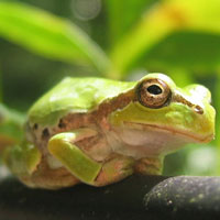 What Japanese Tree Frog looks like.