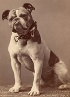 Bulldog, Circa 1889