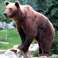 What Bear looks like.