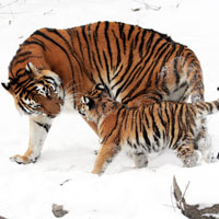 What Siberian Tiger looks like.