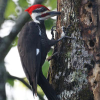 What Woodpecker looks like.