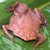 What Star-Fingered Toad looks like.