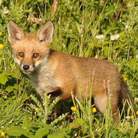 What Fox Cub looks like.
