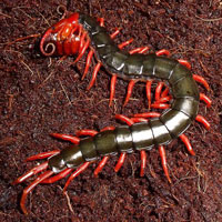 Scolopendra_subspinipes_mutilans_2