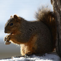 Squirrel Eating Peanut