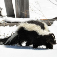 What Striped Skunk looks like.