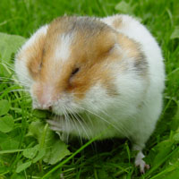 What Hamster looks like.