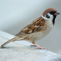 What Eurasian Tree Sparrow looks like.
